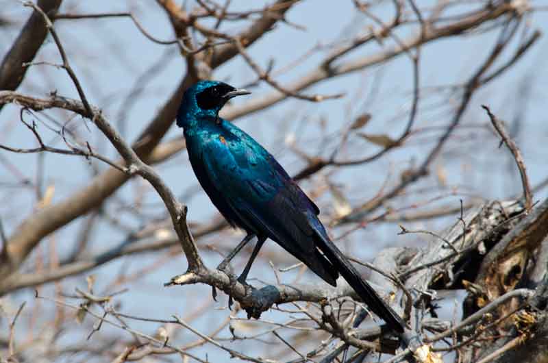 Greated Blue-Eared Glossy-Sterling - parque nacional de Etosha - Namibia 3.jpg